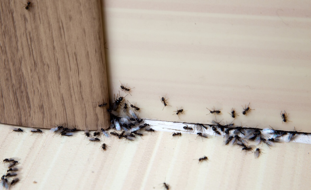 как избавиться от муравьев в квартире.jpg